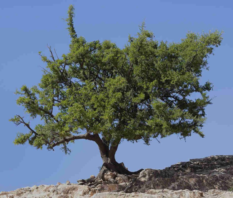 Albero di Argania Spinosa con tronco contorto e chioma verde rigogliosa.