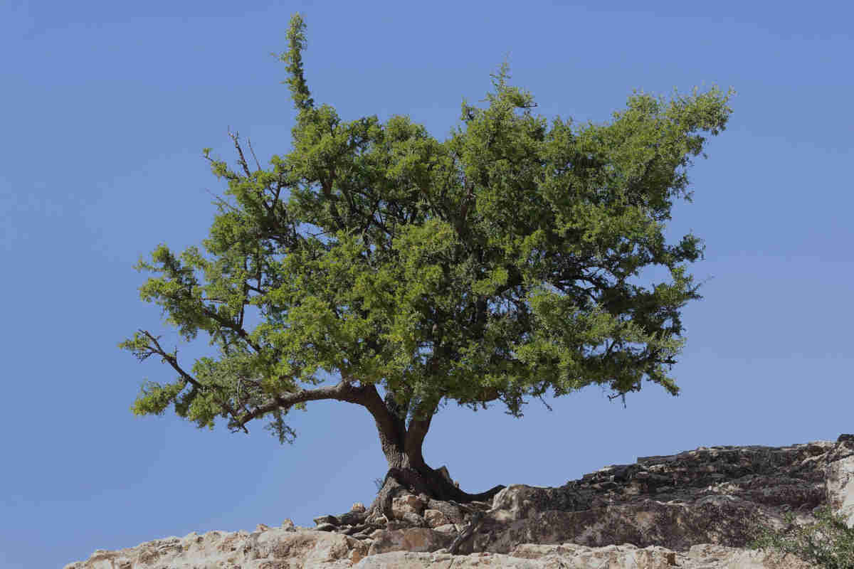 Albero di Argania Spinosa con tronco contorto e chioma verde rigogliosa.